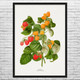 Ripening Raspberry Botanical Art Print