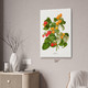 Ripening Raspberry Botanical Art Print