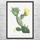 Prickly Pear Cactus Botanical Art Print