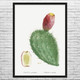 Cochenillifer Cactus Botanical Art Print