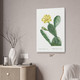 Eastern Pear Cactus Botanical Art Print Eastern Pear Cactus Botanical Art Print