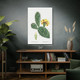 Opuntia Cactus Botanical Art Print Opuntia Cactus Botanical Art Print