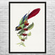 Parakeet & Fruit Botanical Art Print