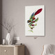 Parakeet & Fruit Botanical Art Print