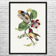 Barbet Bird & Butterfly Botanical Art Print Barbet Bird & Butterfly Botanical Art Print