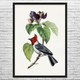 Fringilla Bird on Branch Botanical Art Print