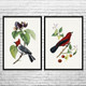 Birds Botanical Art Prints Set of 2