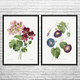 Flowers Botanical Art Prints Set of 2