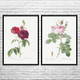 Rose Botanical Art Prints Set of 2