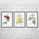 Rose Botanical Art Prints Set of 3