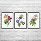Flowers Botanical Art Prints Set of 3