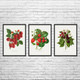 Fruit Botanical Art Prints Set of 3