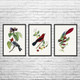 Birds Botanical Art Prints Set of 3