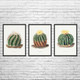 Barrel Cactus Botanical Art Prints Set of 3