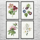 Flowers Botanical Art Prints Set of 4