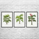 Palm Tree Botanical Art Prints Set of 3