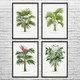 Palm Tree Botanical Art Prints Set of 4