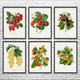 Fruit Botanical Art Prints Set of 6