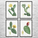 Prickly Pear Cactus Botanical Art Prints Set of 4