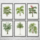 Palm Tree Botanical Art Prints Set of 6