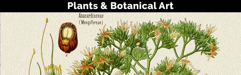banner-botanical.jpg banner-botanical.jpg