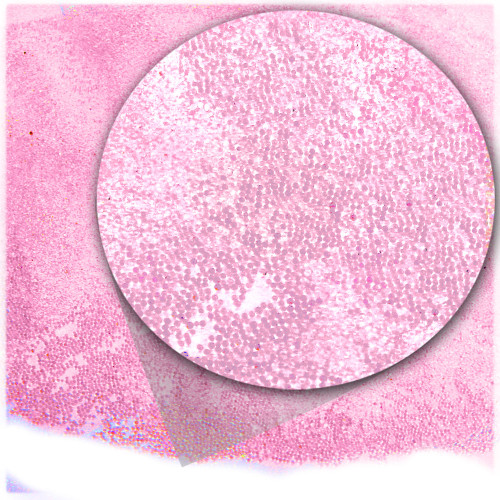 Glass Beads, Microbeads, Transparent, 0.6mm, 1-lb, Pink