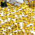 Rhinestones, Flatback, Butterfly, 15mm, 10,000-pc, Golden Yellow