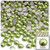 Half Dome Pearl, Plastic beads, 5mm, 10,000-pc, Grass Green