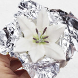 lily 9.jpg|1