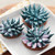 WiltonSucculentHero.jpg|2