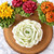 Wilton-AI ENHANCED CONTENT-Sweet Studio-Piping Fall Flowers-Cabbage-Close Up.jpg|2