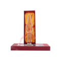Tachyonized Root Chakra Stimulator is a Tachyon sacred tantra product for men. Activate your sexuality, increase your sexual, orgasmic pleasure, and awaken the prostate. 
