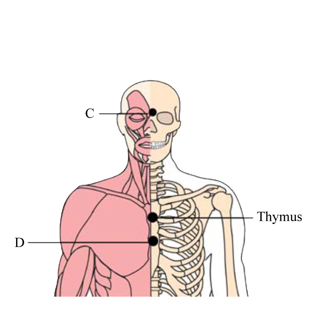 os-bra-brain-celebral-cell-points2-tachyon-product.png