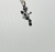 Shredding Cherub in Sterling Silver