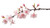 Cherry Blossom Part 2