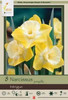 Netherland Bulbs Intrigue Narcissus