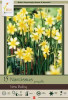 Netherland Bulbs Narcissus New Baby