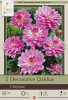 Netherland Bulbs Decorative Dahlias Christine