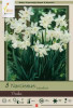 Netherland Bulbs Narcissus Thalia