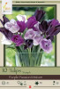Netherland Bulbs Tulip Purple Passion Mixture