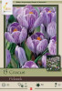 Netherland Bulbs Crocus Large Flowering Pickwick