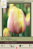 Netherland Bulbs Tulip Indian Summer