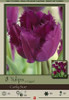 Netherland Bulbs Fringed Curly Sue Tulips