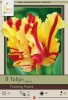 Netherland Bulbs Tulip Flaming Parrot