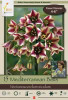 Netherland Bulbs Nectaroscordum Mediterranean Bells