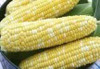 American Seed Company Bulk Serendipity Sweet Corn
