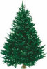 Balsam Fir Fresh Cut Christmas Trees, 6-8 Feet
