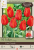 Netherland Bulbs Tulip Casa Grande
