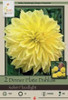 Netherland Bulbs Dinner Plate Dahlias Kelvin Floodlight