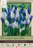 Netherland Bulbs Muscari Delft Blue Mixture